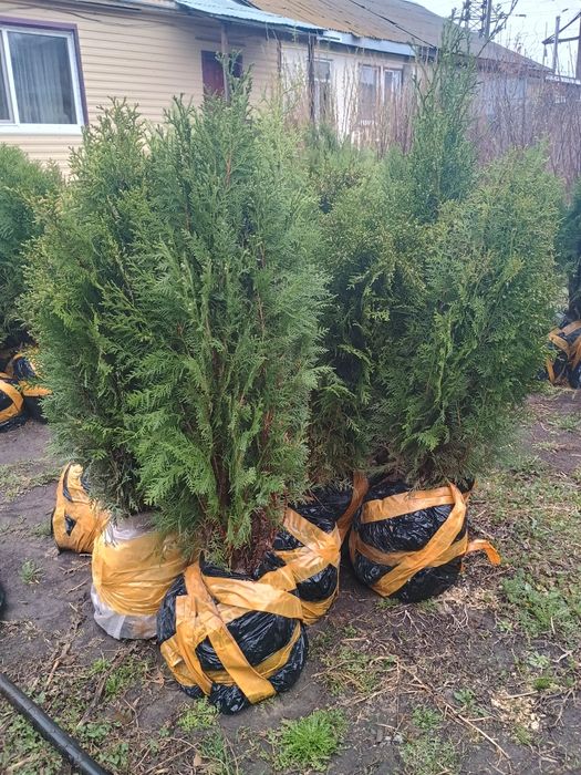 Туи и можжевельник