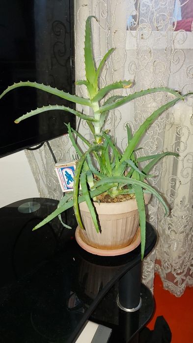 Продам домашний доктор алоэ