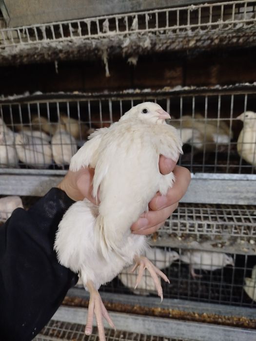 Белий гигант бедана  қибрай