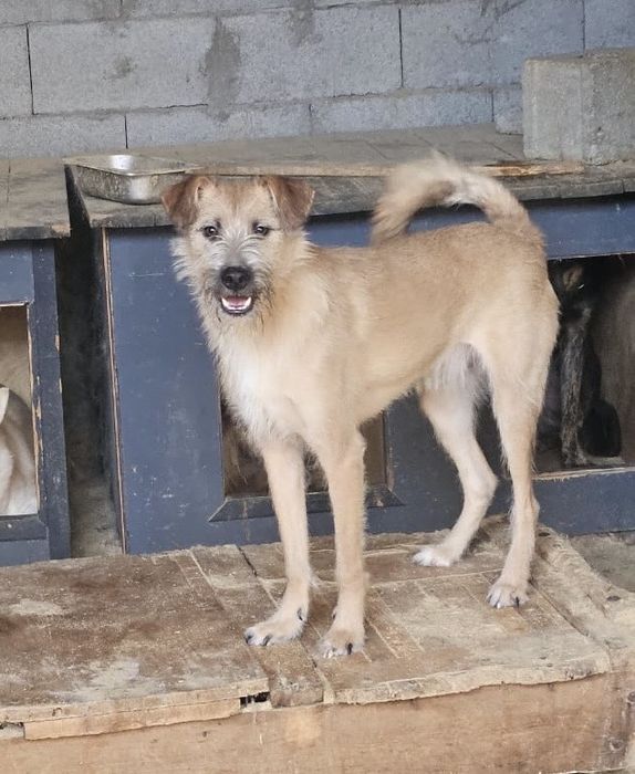 Молодой мальчик Дин, 11 мес., ищет дом