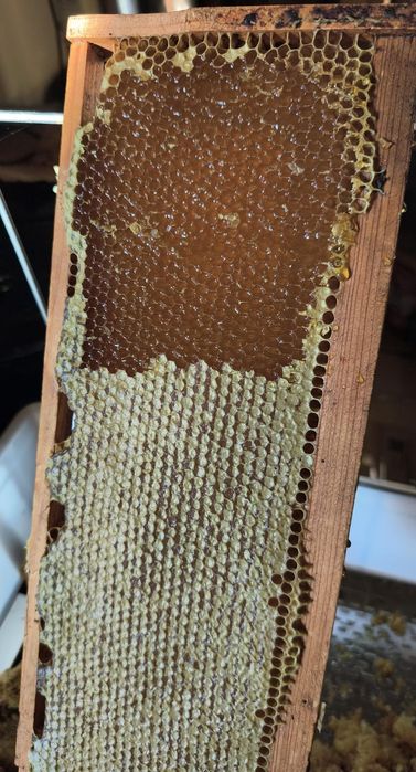 miere poliflora de calitate