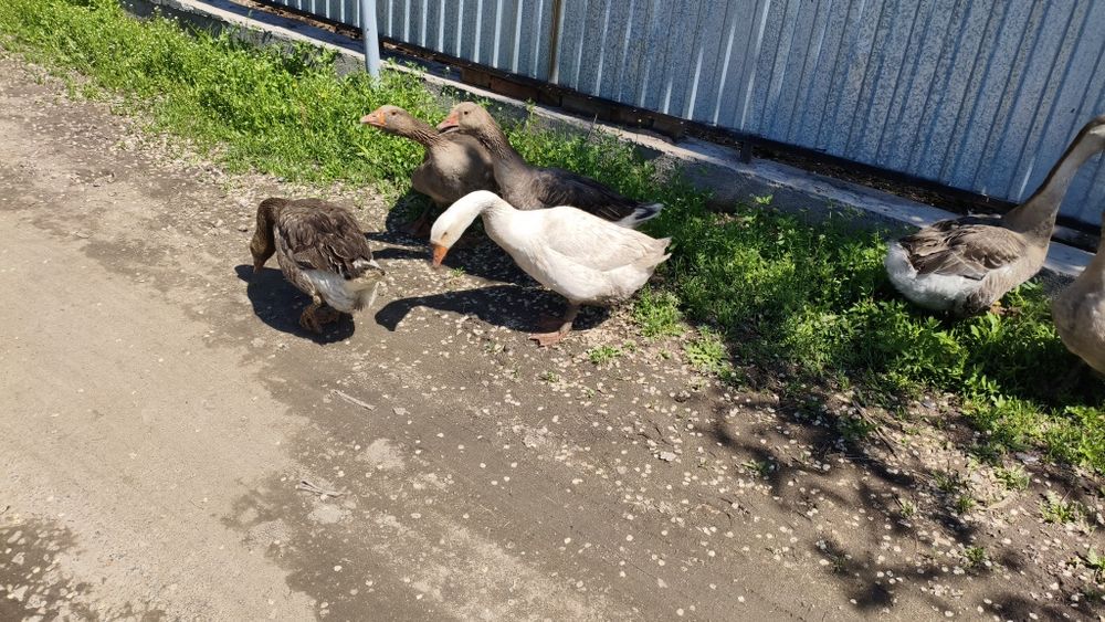 Продам Гусей Крупно серый