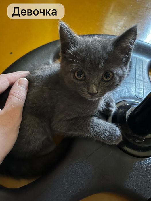 Котенок бесплатно