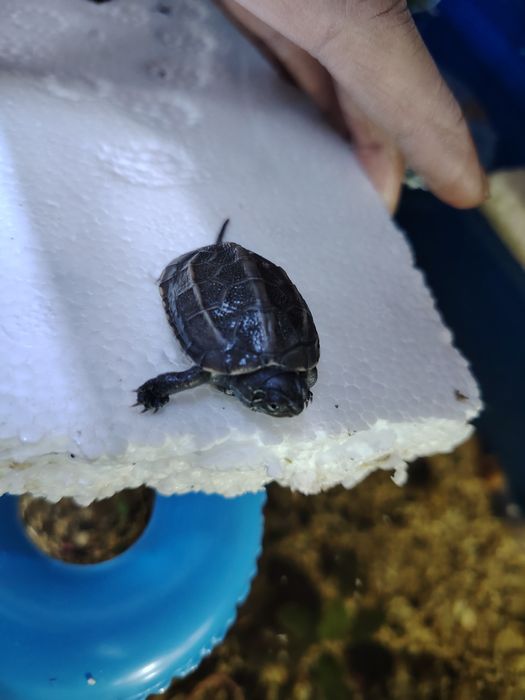 Бразильские черепашки