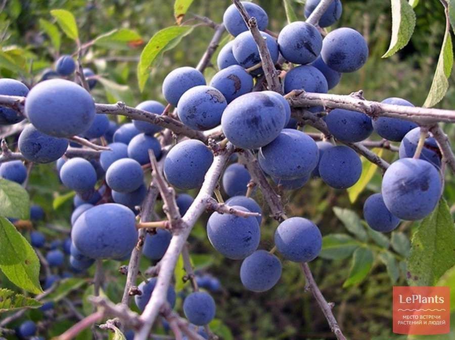 Слива тёрн слива