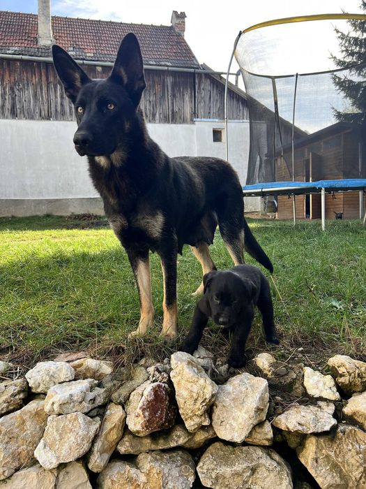 Adoptie: pui ciobanesc german 2 luni Brasov, Bucuresti, Sibiu