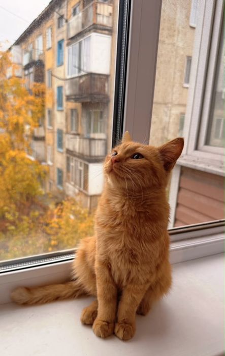 Кот мальчик молодой