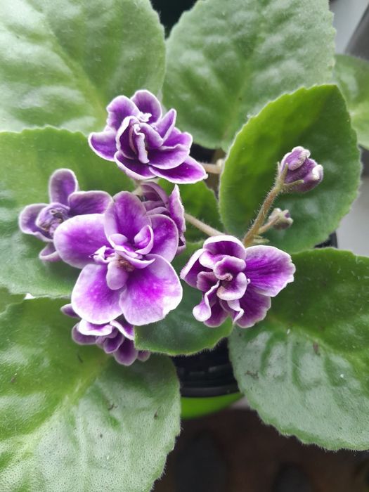 Фиалки на цвету от 2000