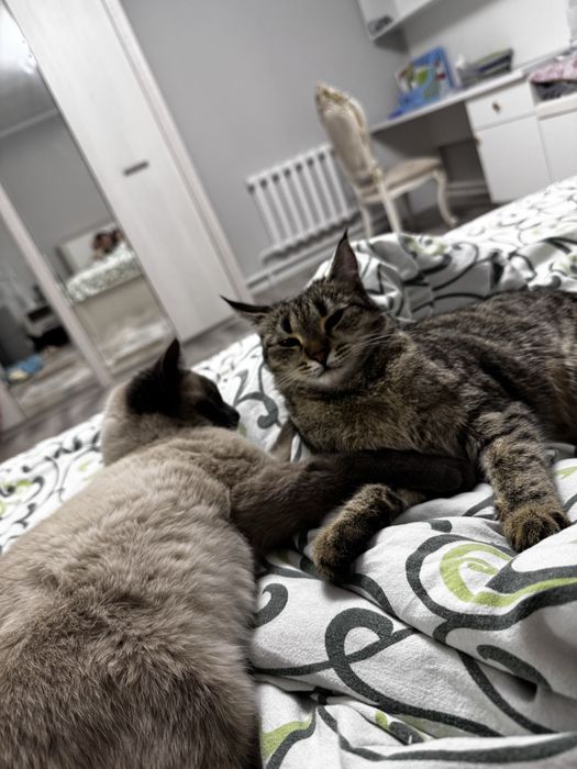 Отдам в добрые руки