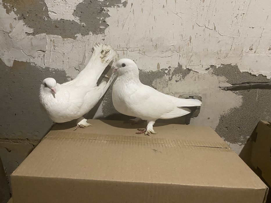 Продам голубей разные