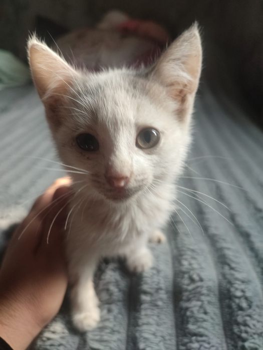 Отдам котёнка в добрые руки