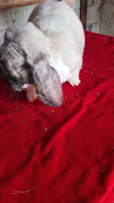 Vand iepuri berbec si uriasi germani