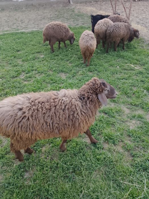 Qochqor va Moda barralar soriladi