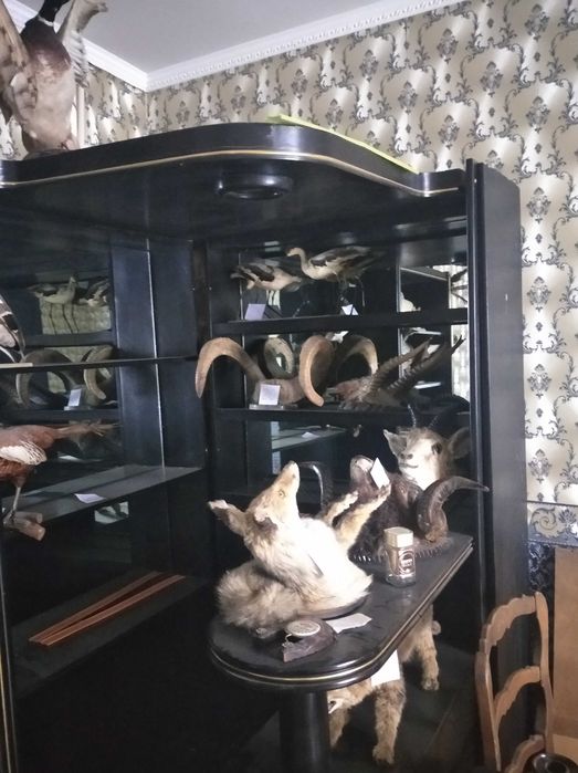 Чучела птиц и животных