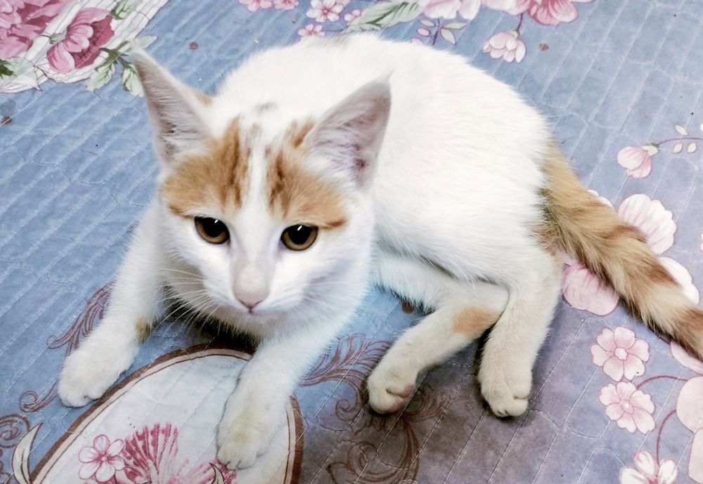 Бесплатно в хорошие руки