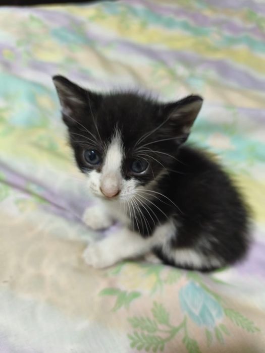 Adoptie pui pisica