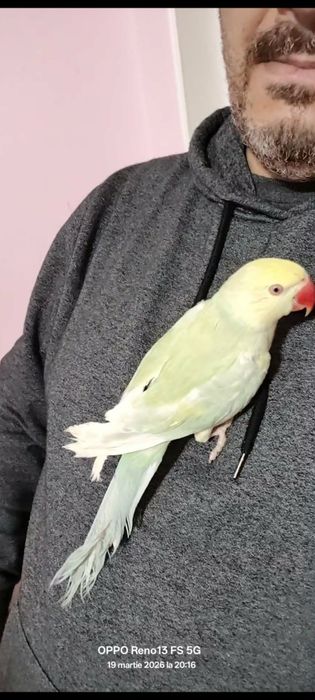 Vând  Micul Alexander blând la seringă