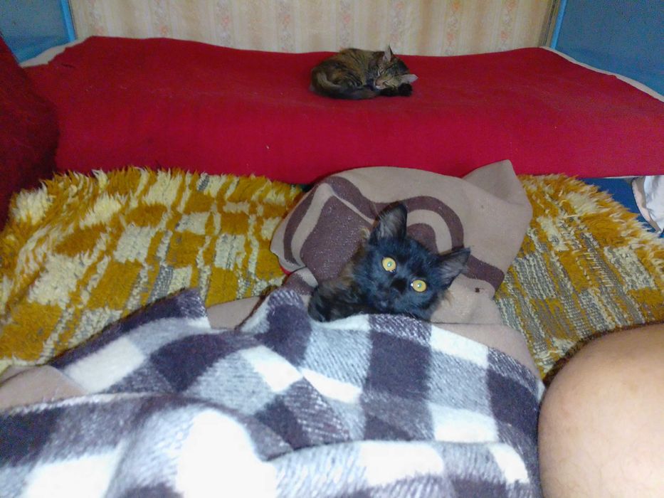 Подарявам котенца , две мъжки и едно женско.