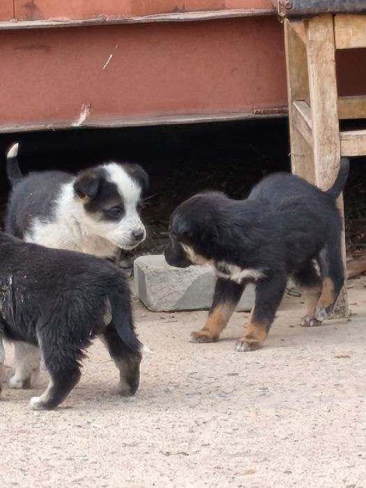 Шенята, щенки в добрые руки
