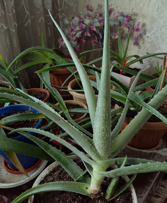 Продам Алоэ-Вера ЛЕЧЕБНЫЙ