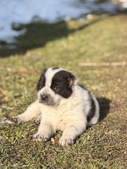 Алабай тобет кушык