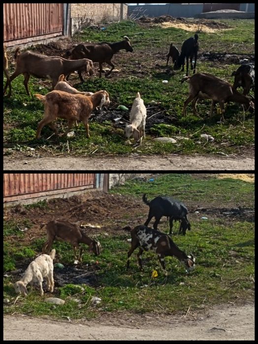 Камори коза козёл козлята