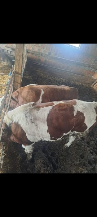 Vând viței de boxă