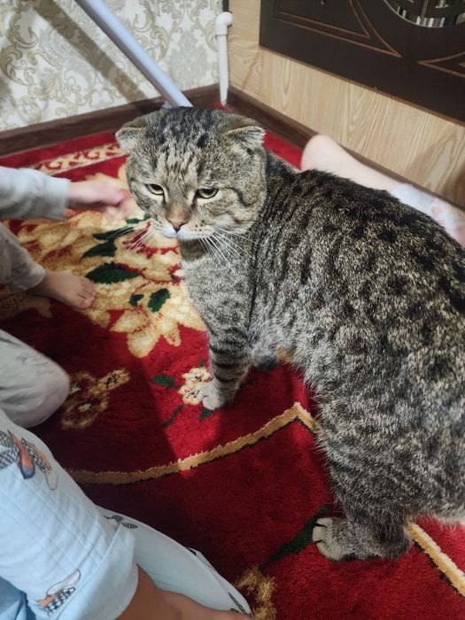 Продаются кот вислоухие шотландцы