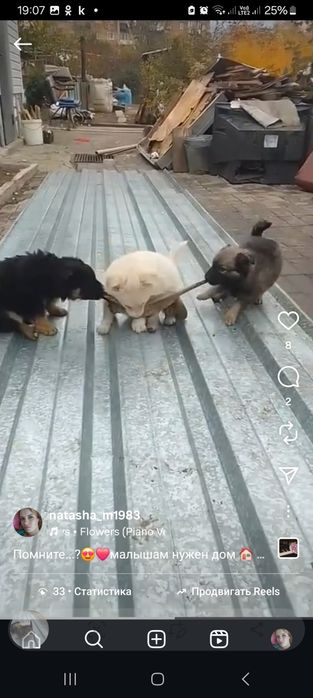 Дарю щенят!        .