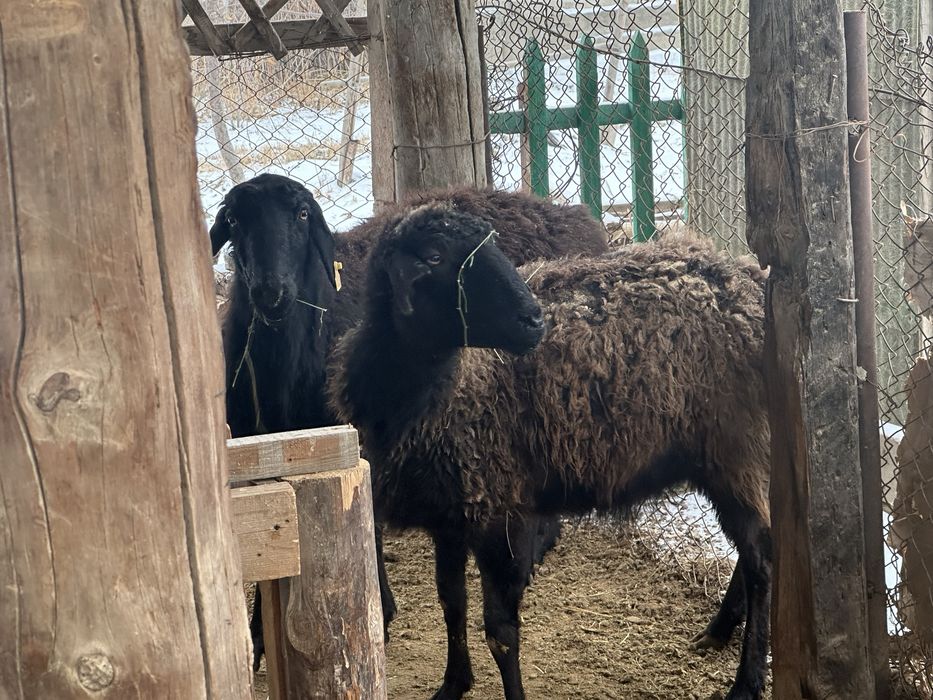 5 ірі қой сатылады