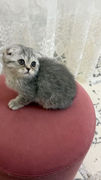 Продаётся котята
