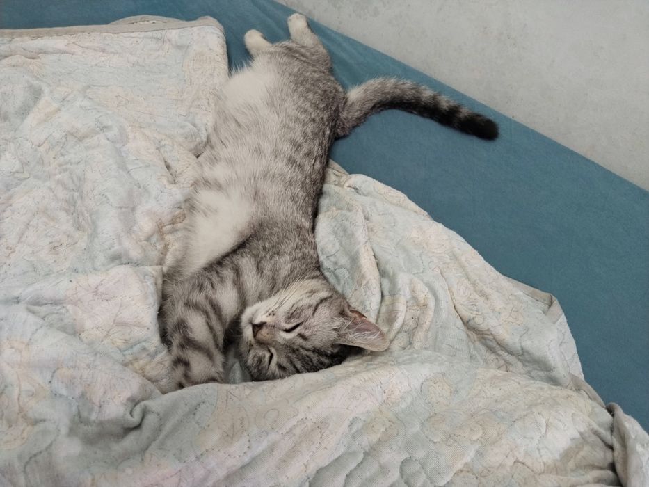 Отдам в добрые руки котёнка 4 месяцев девочка