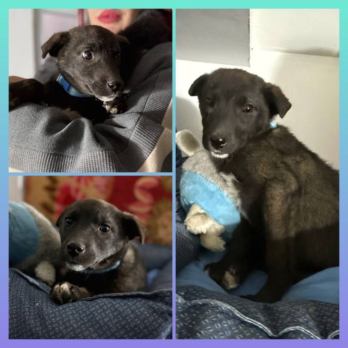 Девочка 3 месяца ищет дом