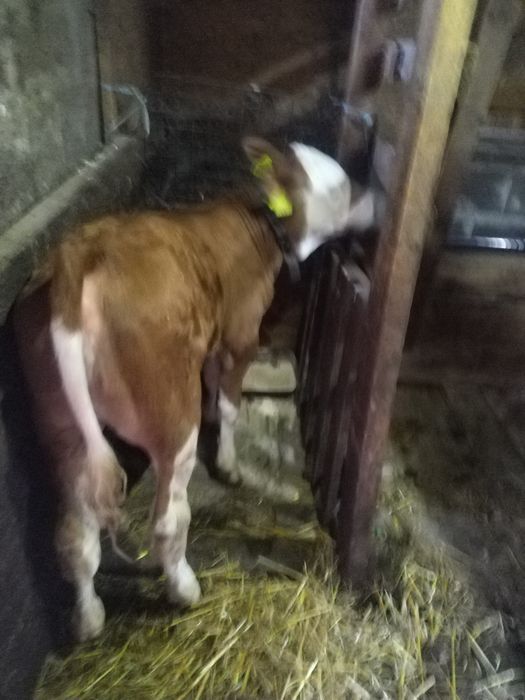 Vitea baltata romaneasca fără coarne