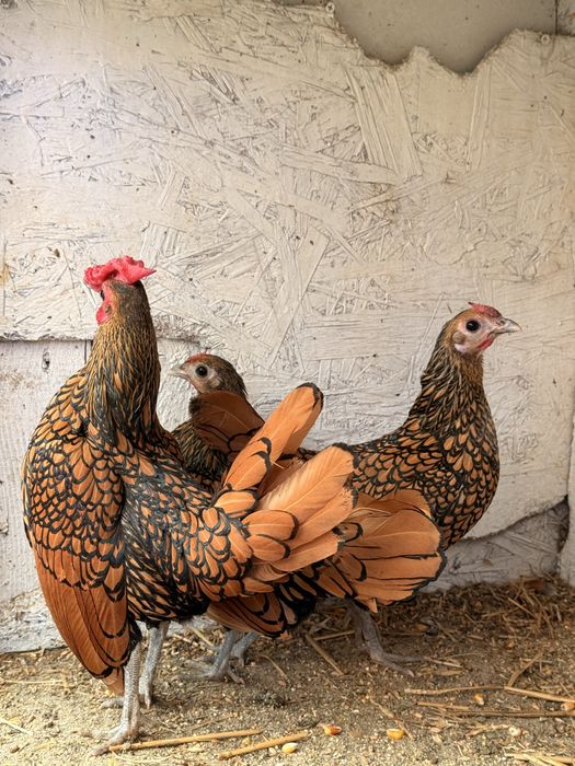 Ouă: Sebright-Mii de Flori-Strumsky-Bantham-Cochinchina-Wiandotte