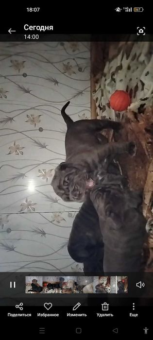 Вязка,щенки мастино