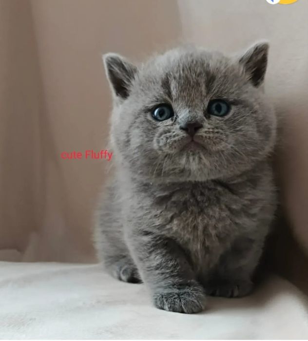 Продам Британских котят