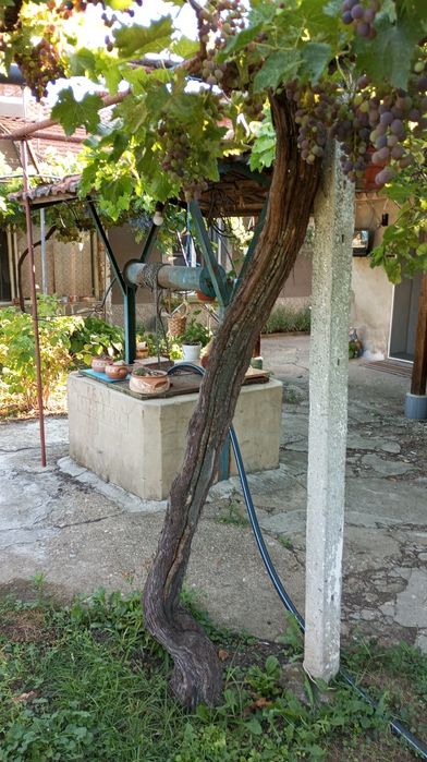 Къща в село Вълчитрън,обл.Плевенска+Подарък Лек автомобил