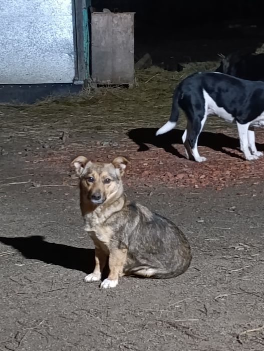 Мелкая собачка в добрые руки