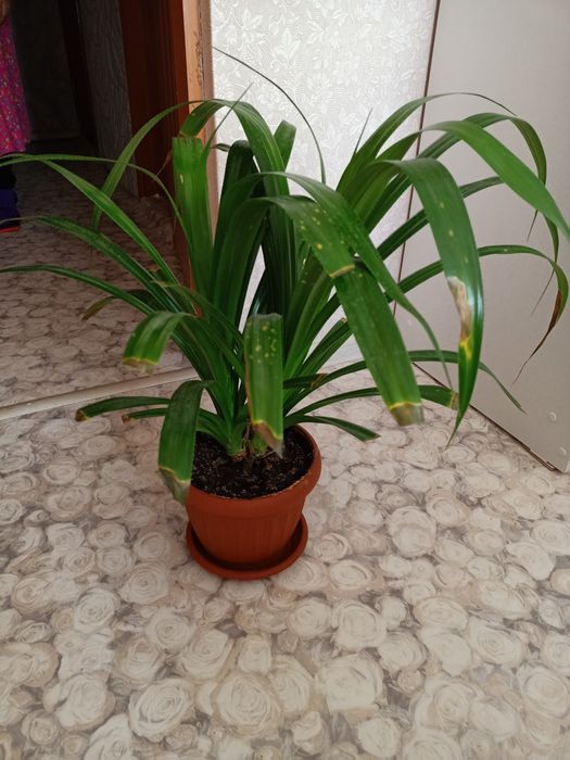 Цветы, цветы продам