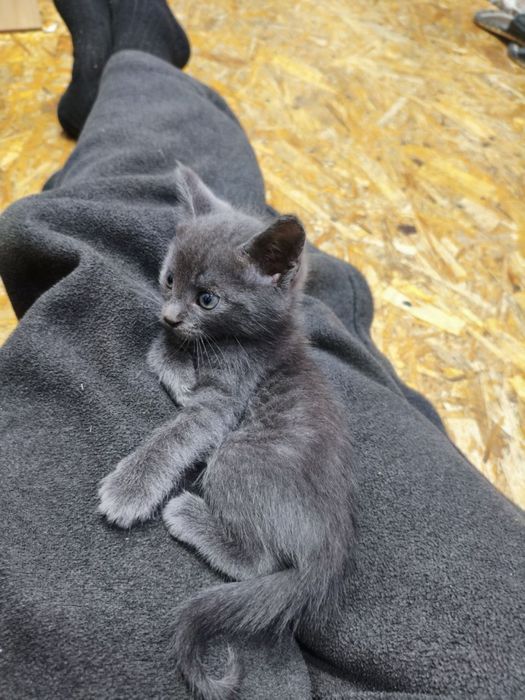 Отдадим котят в добрые руки