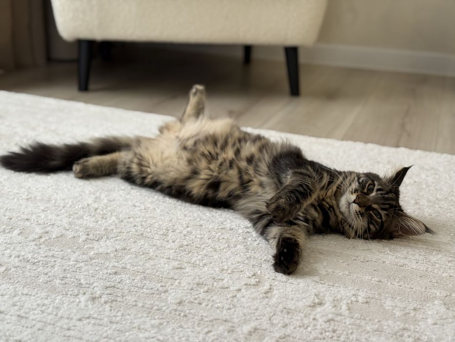 Котенок Мейн-кун