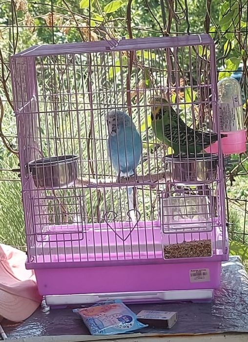 Срочно продать 2-х попугаев