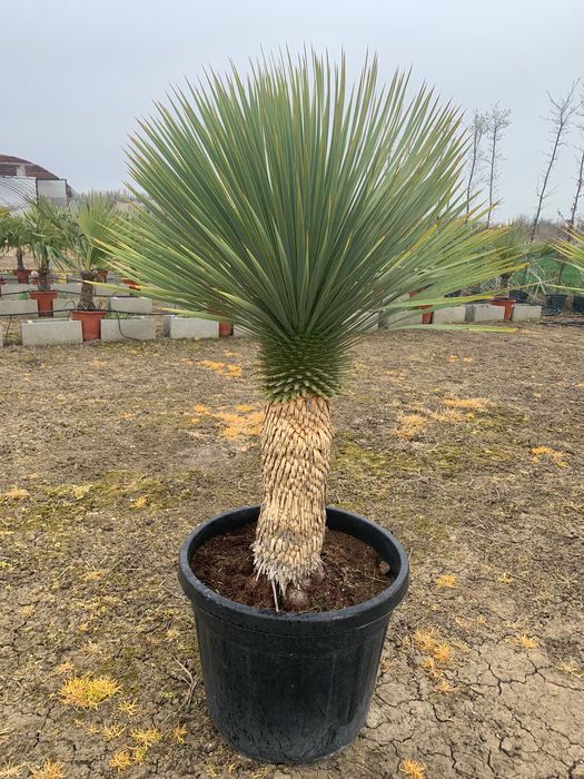 Yucca Rostrata 50cm de trunchi