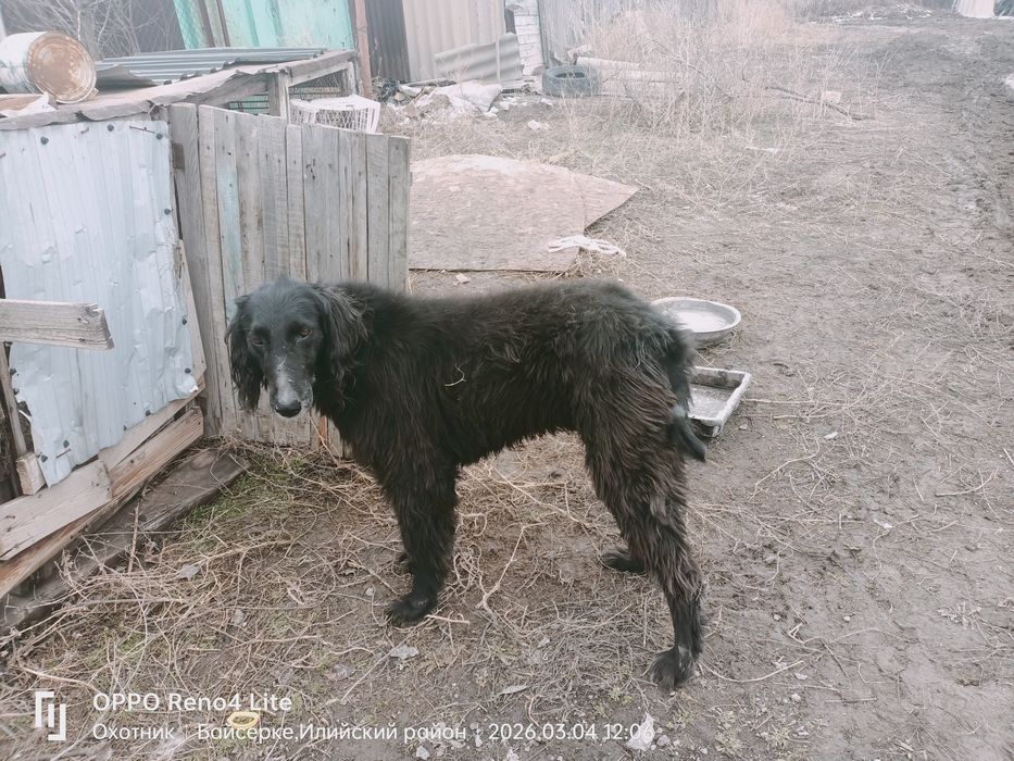 Тайған ит  еркек аңға түсіп тұрған