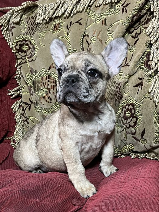 Эксклюзивные французики