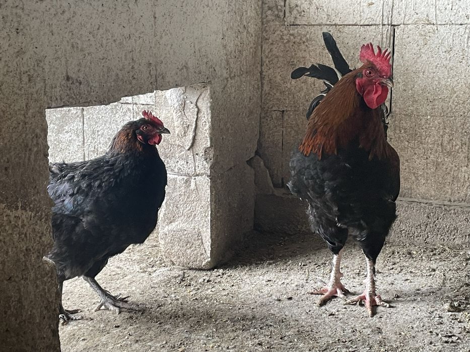 Vand oua incubat rasa Marans