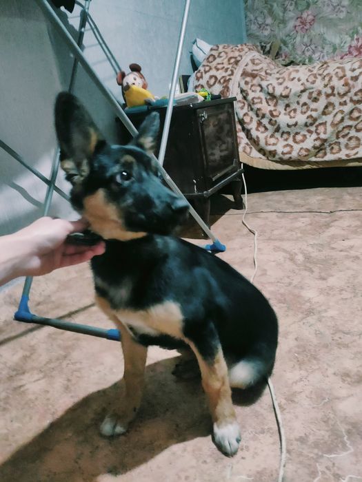 Отдам в добрые руки