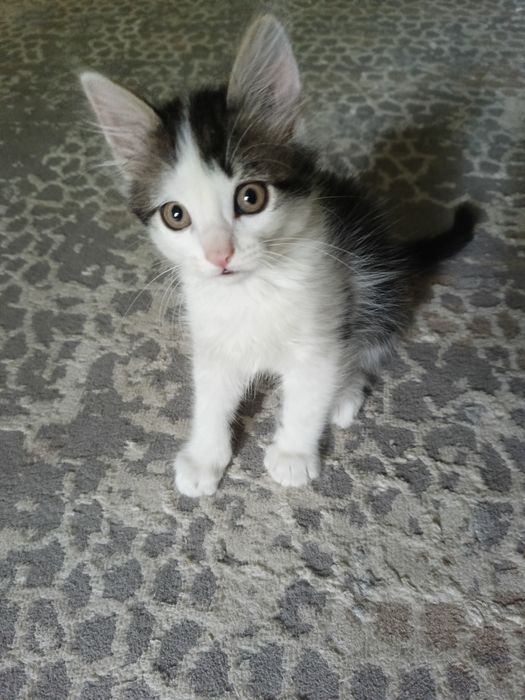 Отдам котенка мальчик