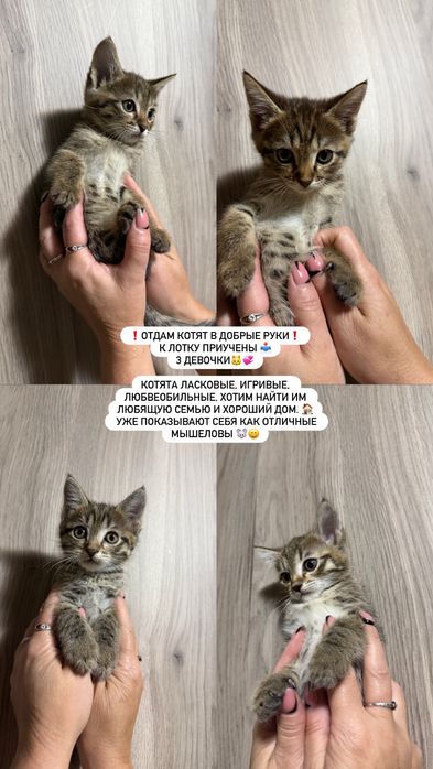 Отдам котят в заботливые любящие руки